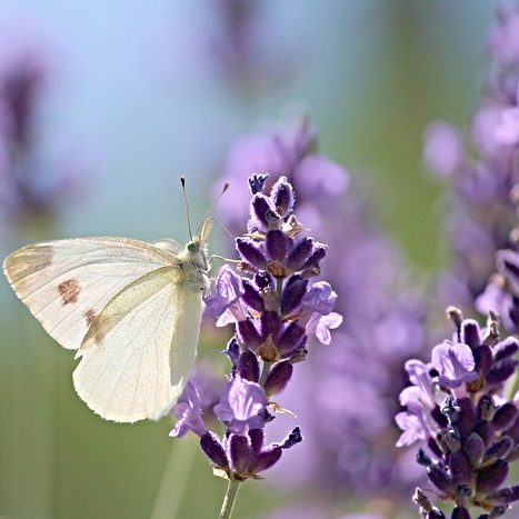 nieuw blog over de onbevangenheid van een vlinder. Hoe om te gaan met negatief nieuws.